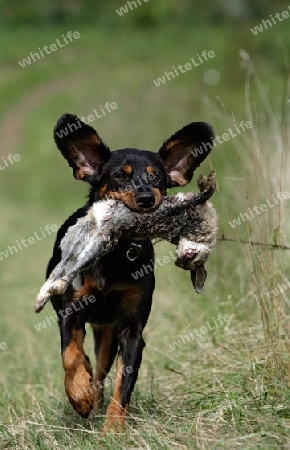 Jagdhund mit Beute