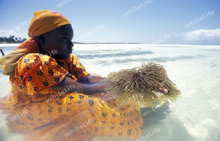 Eine Frau arbeitet auf ihrer Seegras Plantage an der Ostkuester der Insel Zanzibar oestlich von Tansania im Indischen Ozean.