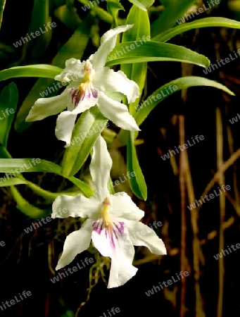 Orchidee - Catteleya Hybride