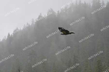 Seeadler im Nebel