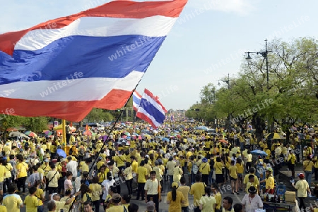 Tausende von Thailaender zelebrieren den Kroenungstag des Koenig Bhumibol auf dem Sanam Luang Park vor dem Wat Phra Kaew in der Stadt Bangkok in Thailand in Suedostasien.  