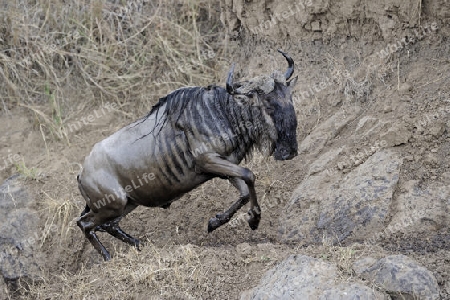 Gnu, Streifengnu, Weissbartgnu (Connochaetes taurinus), Gnumigration, erklimmen Ufer nach Durchquerung des Mara River, Masai Mara, Kenia