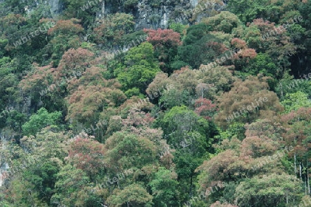 Khao Sok