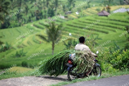 Asien, Suedost, Indonesien, Bali, Insel, Jatiluih, Zentral Bali, Landschaft, Natur, Reisfeld, Landwirtschaft, Alltag, Bauer, Motorrad,     (Urs Flueeler) 