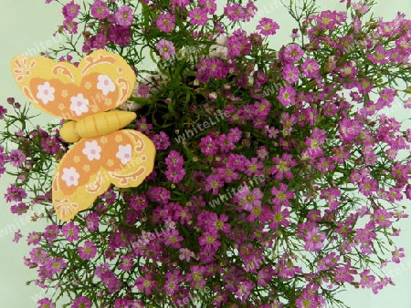 Sommerfarben mit Schmetterling