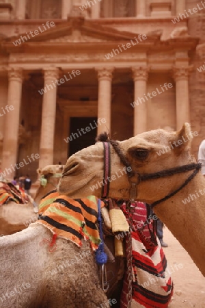 The Al Khazneh Treasury in the Temple city of Petra in Jordan in the middle east.