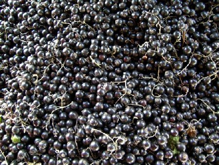 schwarze Johannisbeeren