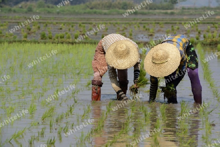 Rice farmers plant rice in a ricefield at the city of Nyaungshwe at the Inle Lake in the Shan State in the east of Myanmar in Southeastasia.