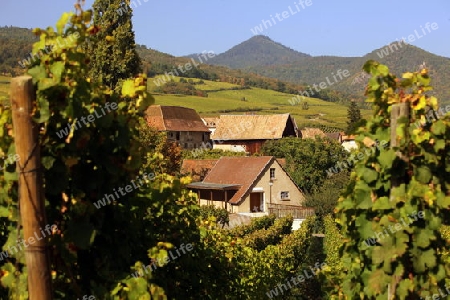 The wine Hills of  the village of Hunawihr in the province of Alsace in France in Europe