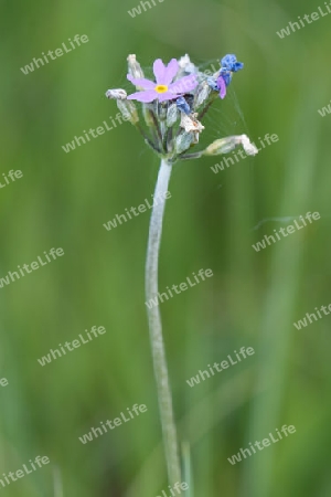 Mehlprimel, Primula farinosa