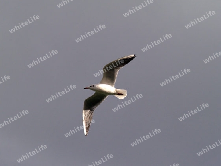 M?we im Flug (Lachm?we - Larus ridibundus - Ruhekleid)