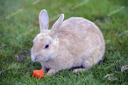 Junges Hauskaninchen (Oryctolagus cuniculus forma domestica) auf einer Wiese 