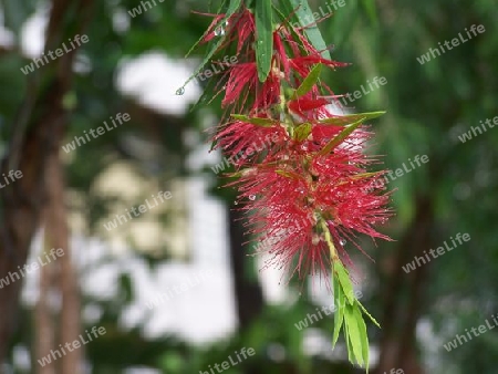 flower after a shower