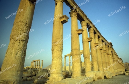 Die Ruinen von Palmyra in der Wueste Faydat in Syrien im Mittleren Osten in Arabien.