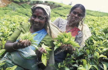 Asien, Indischer Ozean, Sri Lanka,
Eine Tamilische Frau beim pfluecken von Teeblaettern im Tee Anbaugebiet von Nuwara Eliya in Zentralen Gebierge von Sri Lanka. (URS FLUEELER)






