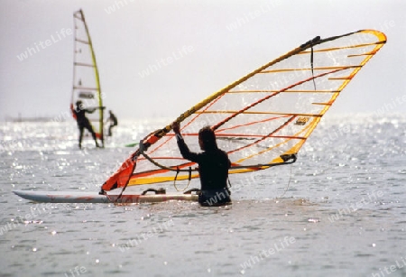 Windsurfer