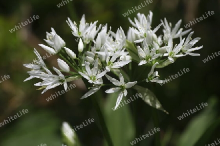 B?rlauch (Allium ursinum)