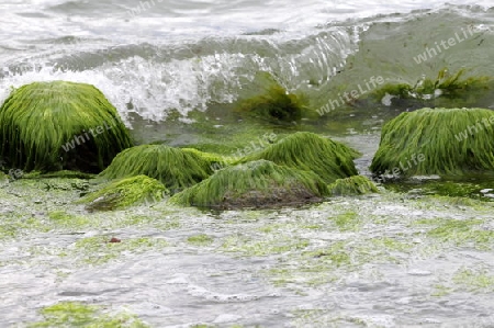 Algensteine in der Ostsee