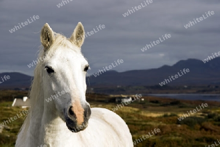 Connemara-Pony, Irland