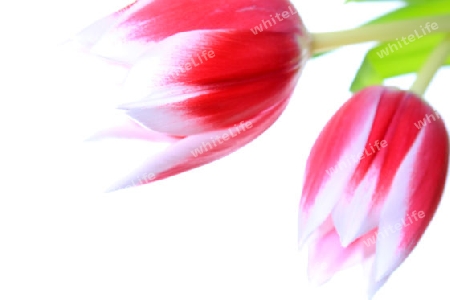 Tulpen