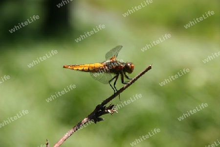 Plattbauchlibelle (Libellula depressa)