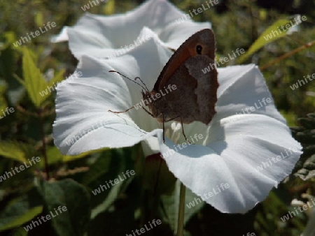 Wiesenvögelchen auf Wiggenblüte II