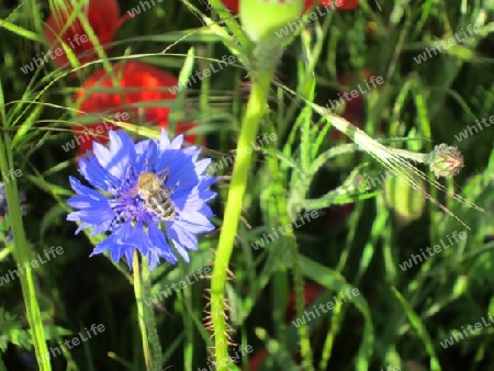 Honigbiene auf Kornblume