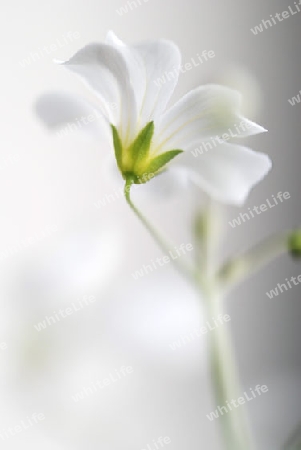 White Flower II