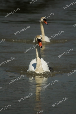 Schw?ne im Waginger See