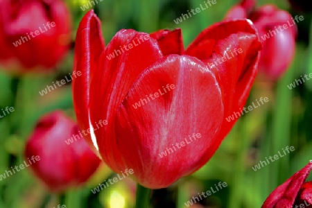 rote Tulpe