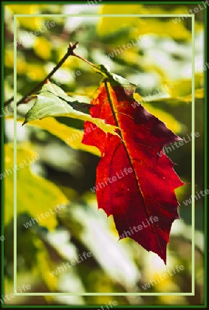 Rotes Blatt mit Rahmen