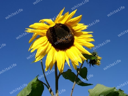 Sonnenblume