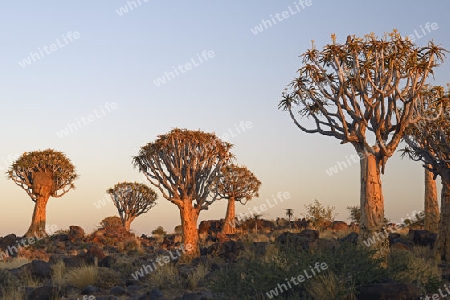 K?cherbaum oder Quivertree (Afrikaans: Kokerboom,  Aloe dichotoma) im ersten Morgenlicht , Keetmanshoop, Namibia, Afrika