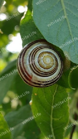 Schnecken im Baum