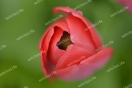 rote Tulpe, Bl?te kurz vor dem ?ffnen