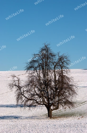 Baum im Winter