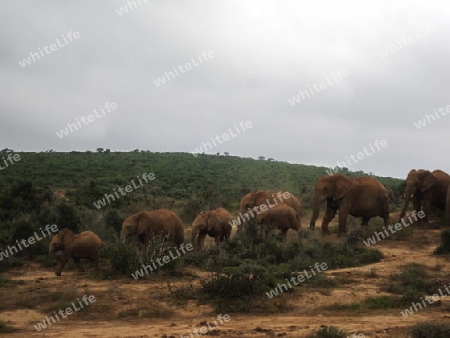 Addo Elephant Park