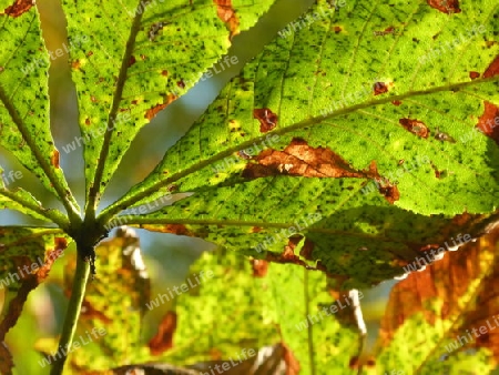 Kastanienbl?tter im Herbst  1