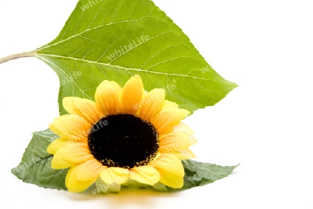 Sonnenblume mit Blatt