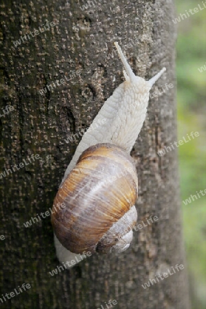 Weinbergschnecke