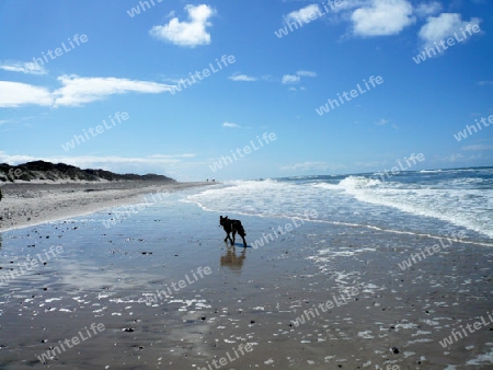 Hund am Strand