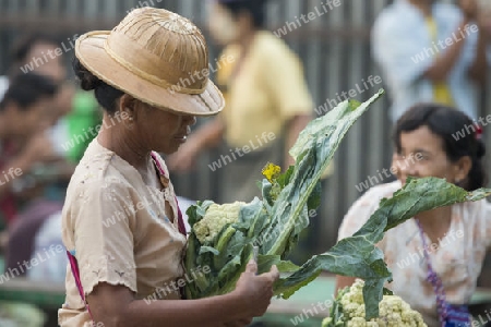 a fegetable market in a Market near the City of Yangon in Myanmar in Southeastasia.