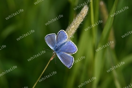 Schmetterling auf Halm