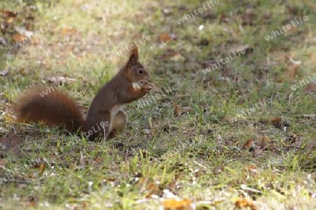 Eichhoernchen, Sciurus vulgaris