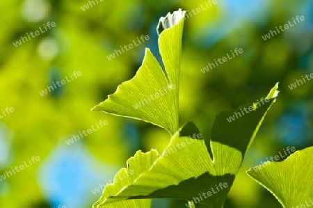 Ginkgo Bl?tter