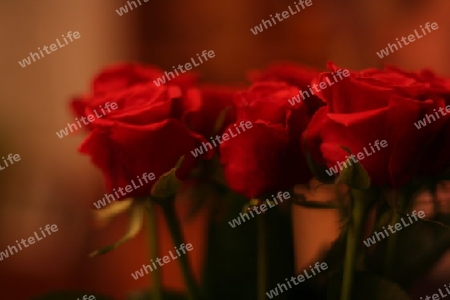 Rote Rosen