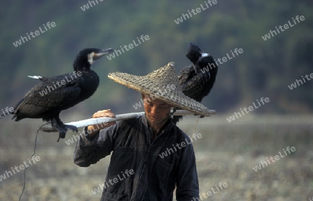 a fishing menn in the landscape at the Li River near Yangshou near the city of  Guilin in the Province of Guangxi in china in east asia. 