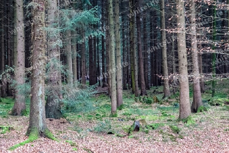 Beautiful view into a dense green forest with bright sunlight casting deep shadow.