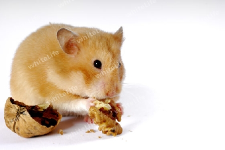 Hamster