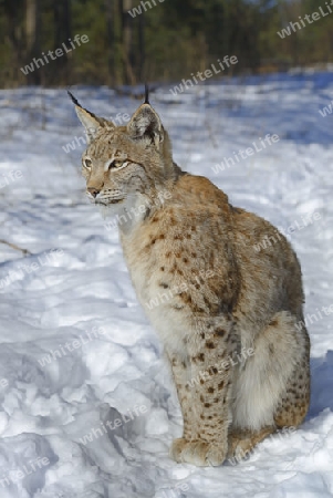 Eurasischer, europ?ischer Luchs oder Nordluchs (Lynx lynx) im Schnee im Winter, Brandenburg, Deutschland , Europa